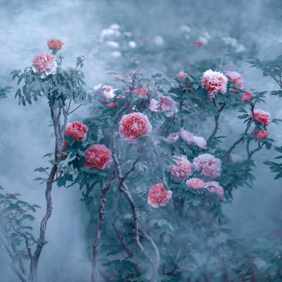 （菏澤市曹州牡丹園。圖片來源：郝傳云《百年芳華》）